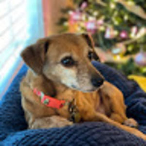 Meet your Posher, Annie